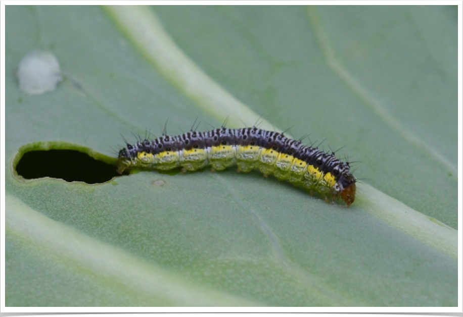 Evergestis rimosalis
Cross-striped Cabbageworm
Bibb County, Alabama